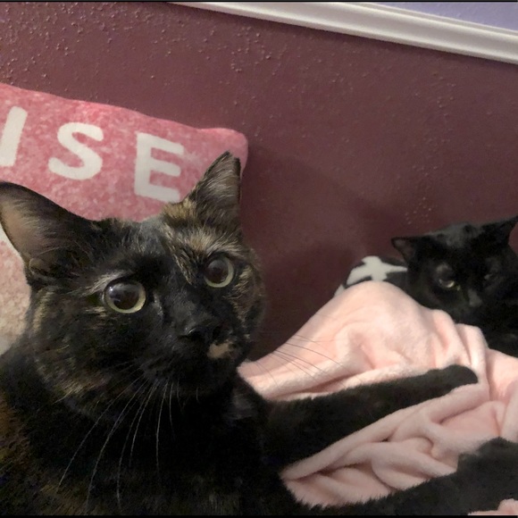 Meet Lia multi fashion high style on a budget Posher cats & music - Picture 4 of 6